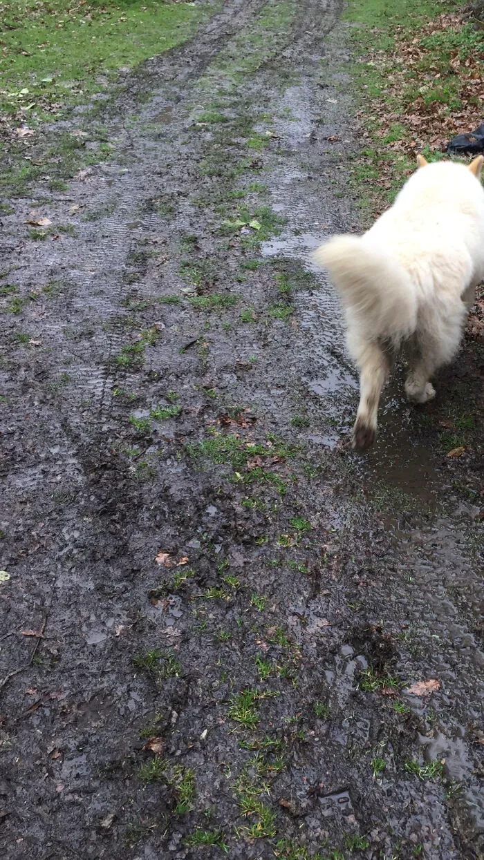 British Spring. Rain, Mud, More Rain And More Mud