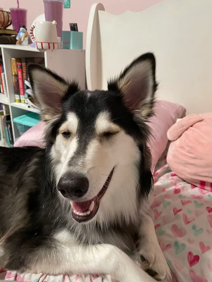 Meet Kodiak. He’s A Smiley Boy