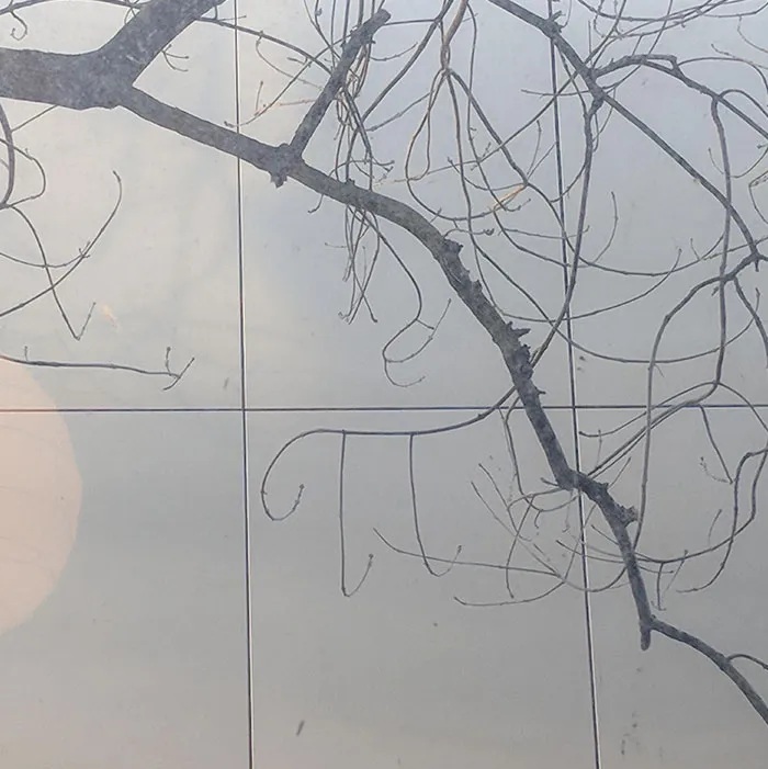 The Tree Outside My Kitchen Has An Almost Perfectly Pi Symbol Shaped Branch
