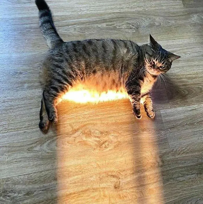 Cat 3000 Heat Radiator