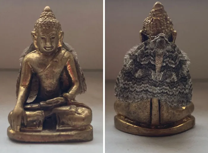 A Moth On My Mini Buddha Statue Makes It Look Like Buddha's Wearing A Coat Or Cape
