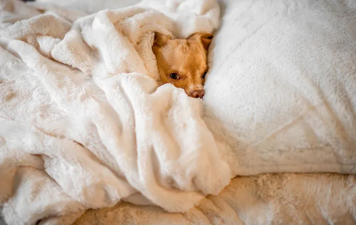 Blankets