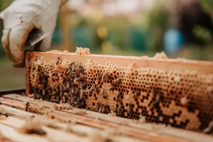 Bees