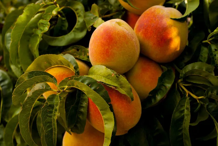 Stone Fruit