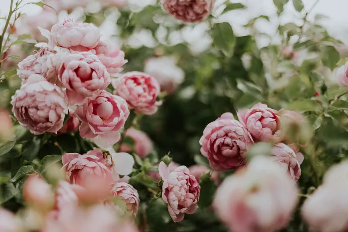 Hydrangeas, Peonies, And Lilacs