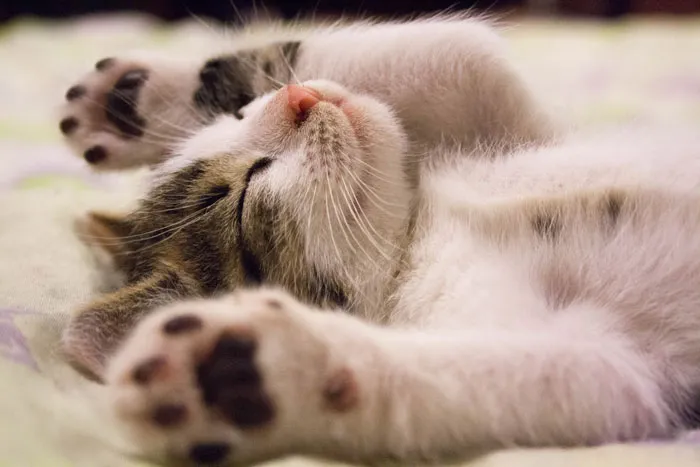 Cat’s Toes