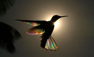 This Artist Captures Birds In Their Natural Habitat In His Photo Book "Birds Poetry In The Sky"