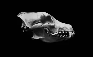I Photographed Animal Skulls (8 Pics)