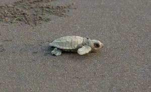 I Captured Olive Ridley Sea Turtle Taking First Step And Swim (4 Pics)