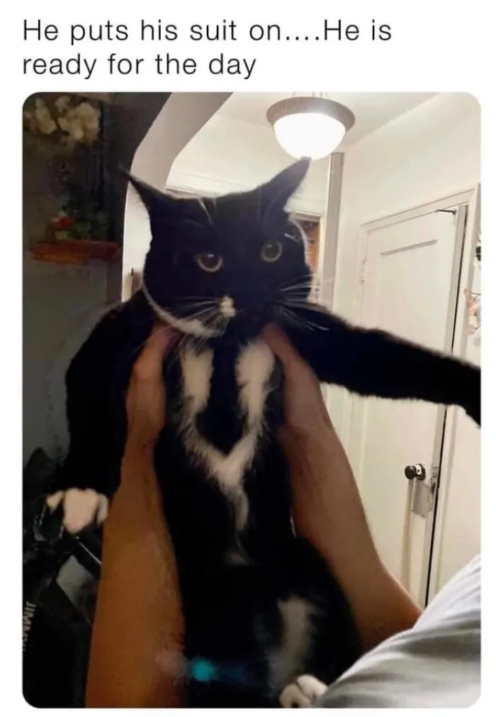 50 Of The Most Hilarious “Unexplainable Cat Images” To Bring Some Chaos To Your Day