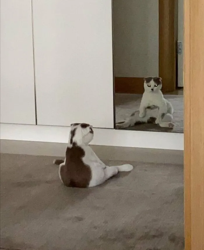 50 Of The Most Hilarious “Unexplainable Cat Images” To Bring Some Chaos To Your Day