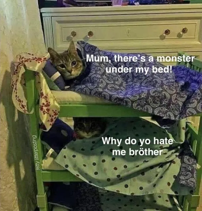 50 Of The Most Hilarious “Unexplainable Cat Images” To Bring Some Chaos To Your Day