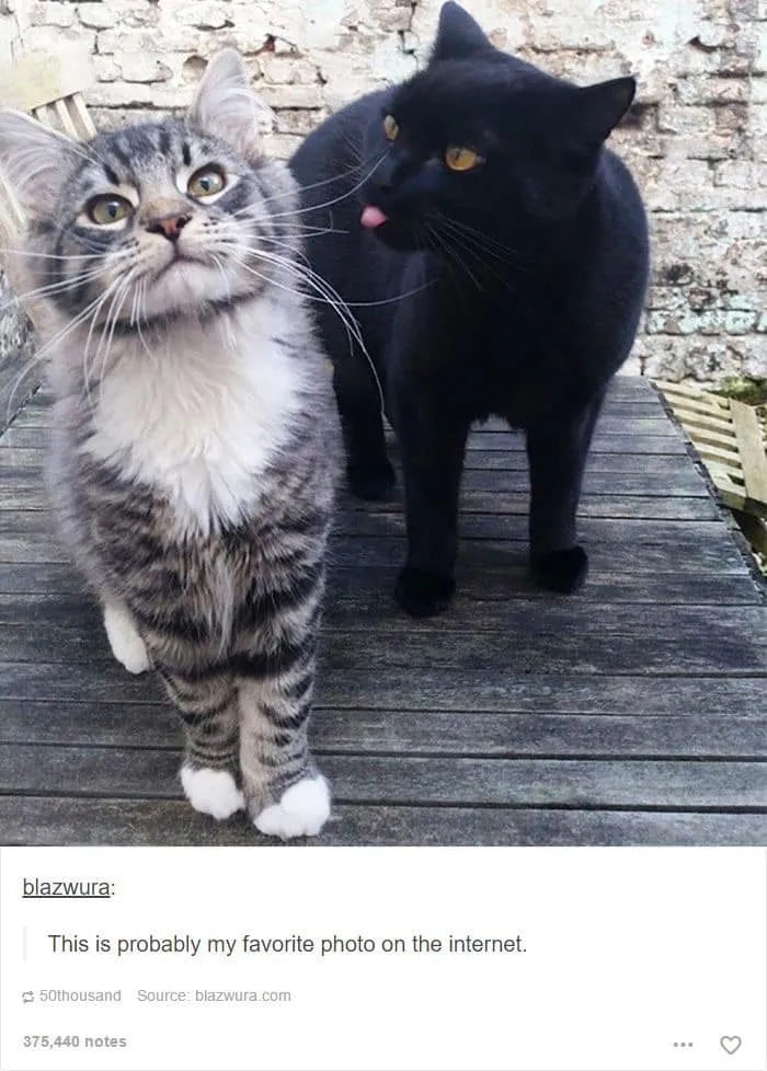 50 Of The Most Hilarious “Unexplainable Cat Images” To Bring Some Chaos To Your Day
