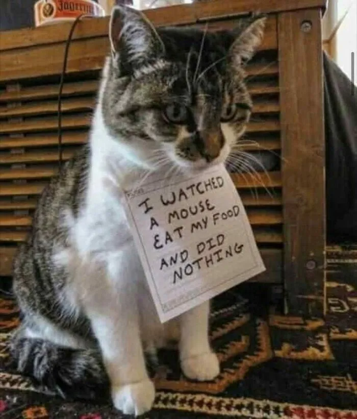 50 Of The Most Hilarious “Unexplainable Cat Images” To Bring Some Chaos To Your Day