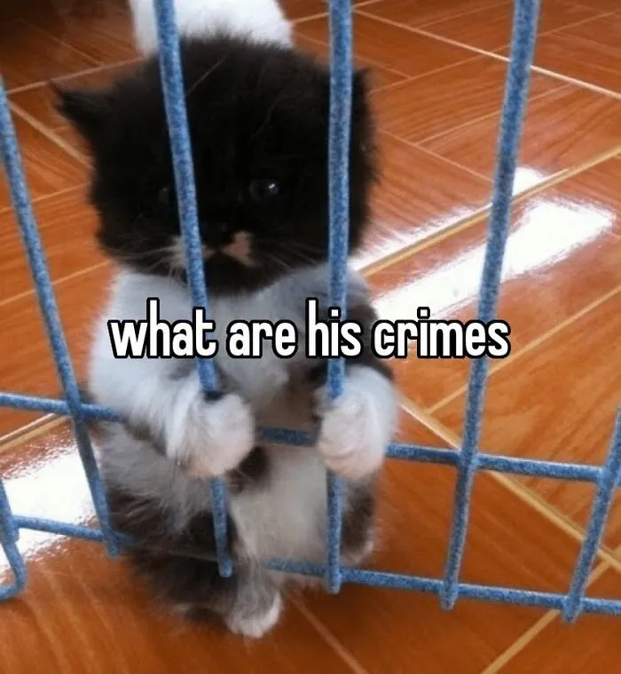 50 Of The Most Hilarious “Unexplainable Cat Images” To Bring Some Chaos To Your Day