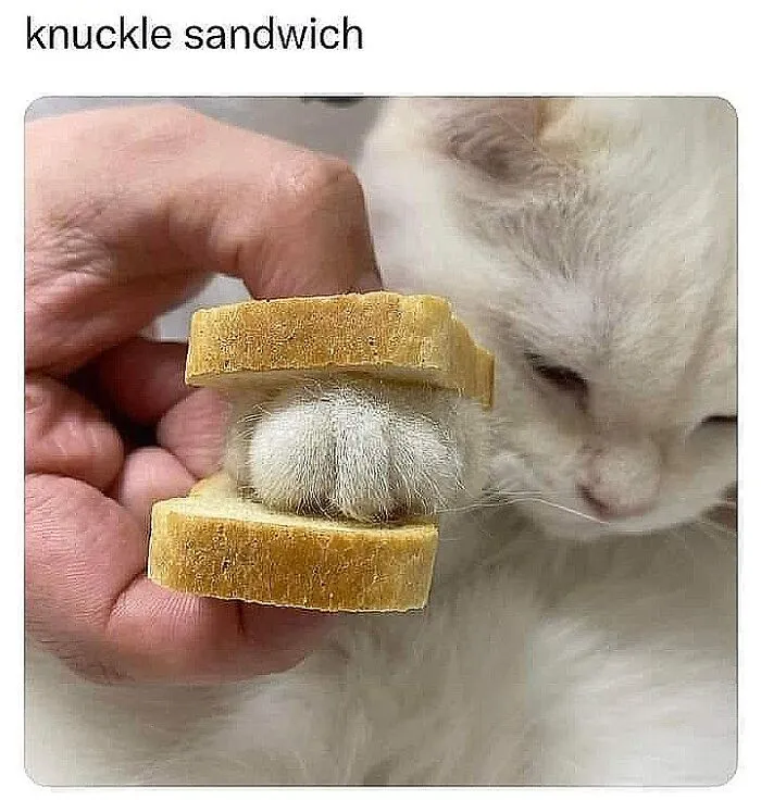 50 Of The Most Hilarious “Unexplainable Cat Images” To Bring Some Chaos To Your Day