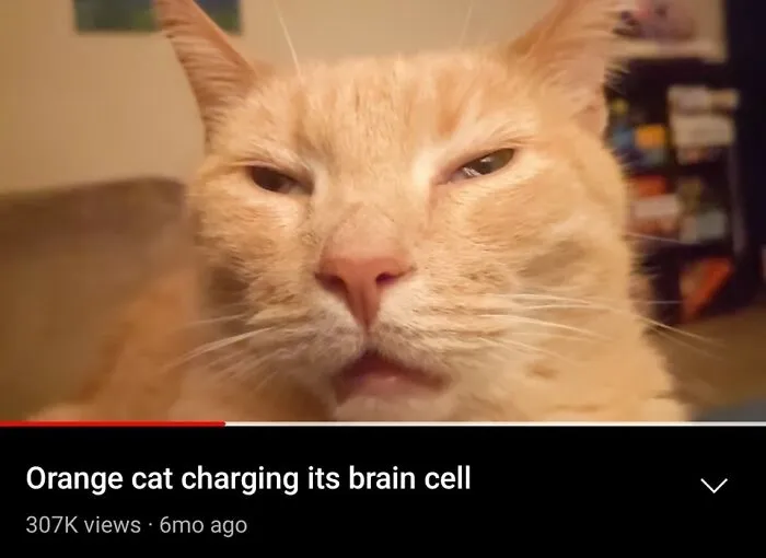 50 Of The Most Hilarious “Unexplainable Cat Images” To Bring Some Chaos To Your Day