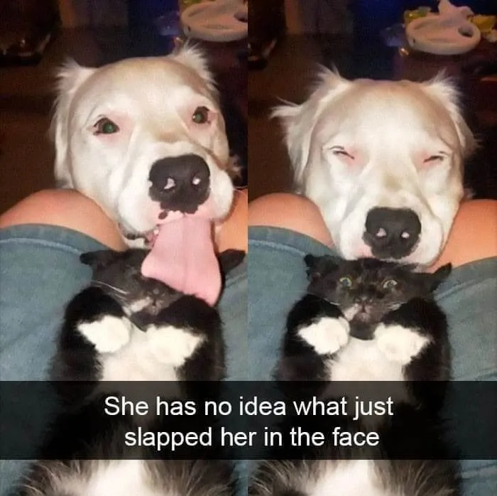 50 Of The Most Hilarious “Unexplainable Cat Images” To Bring Some Chaos To Your Day
