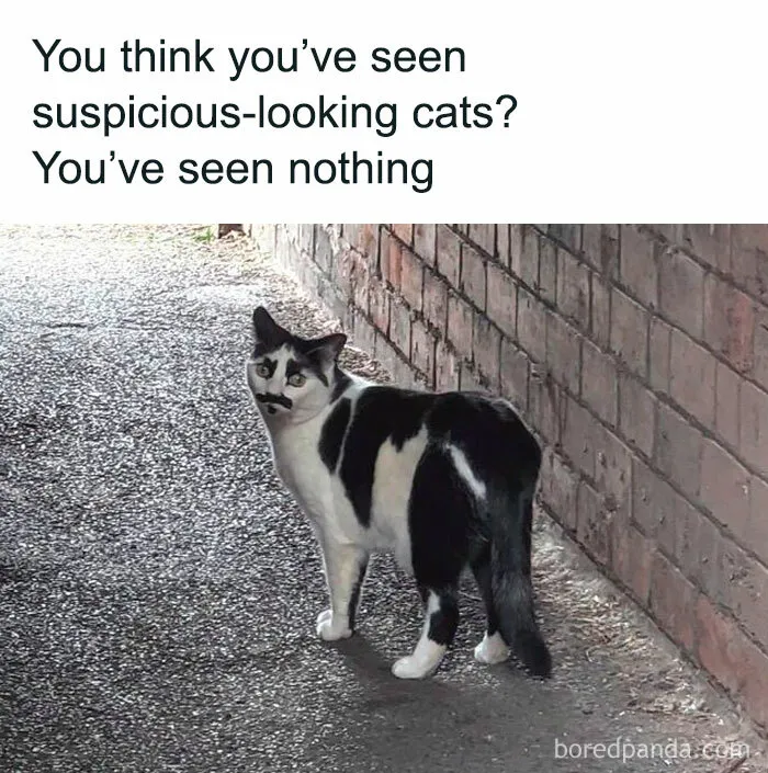 50 Of The Most Hilarious “Unexplainable Cat Images” To Bring Some Chaos To Your Day