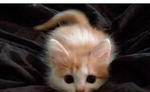 50 Of The Most Hilarious “Unexplainable Cat Images” To Bring Some Chaos To Your Day