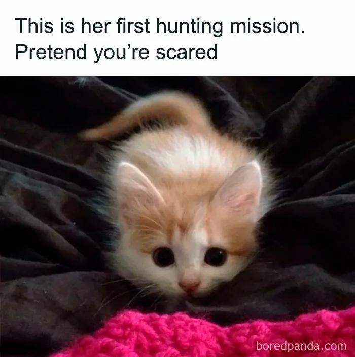Unexplainable-Cat-Images-Memes