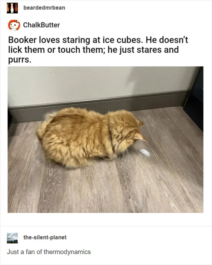 50 Of The Most Hilarious “Unexplainable Cat Images” To Bring Some Chaos To Your Day