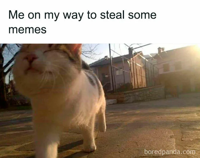50 Of The Most Hilarious “Unexplainable Cat Images” To Bring Some Chaos To Your Day