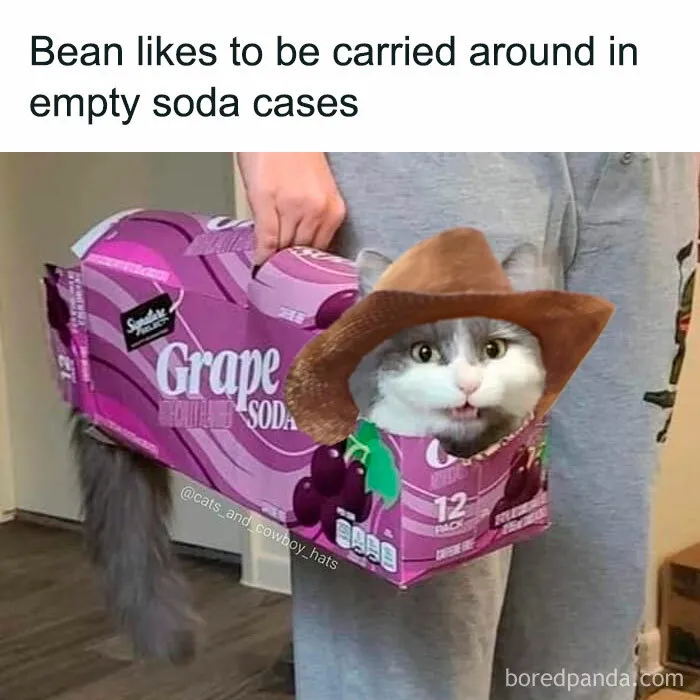 50 Of The Most Hilarious “Unexplainable Cat Images” To Bring Some Chaos To Your Day