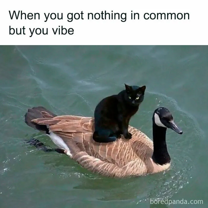 50 Of The Most Hilarious “Unexplainable Cat Images” To Bring Some Chaos To Your Day