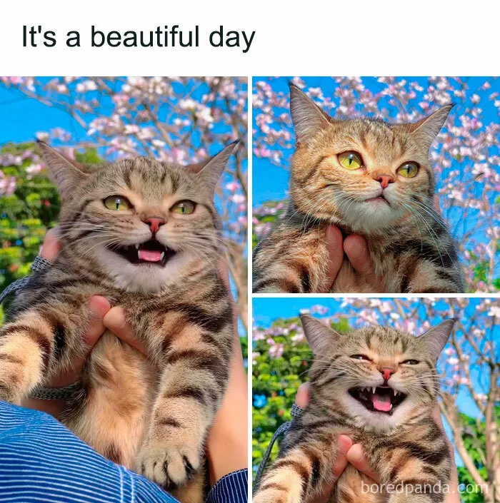 50 Of The Most Hilarious “Unexplainable Cat Images” To Bring Some Chaos To Your Day