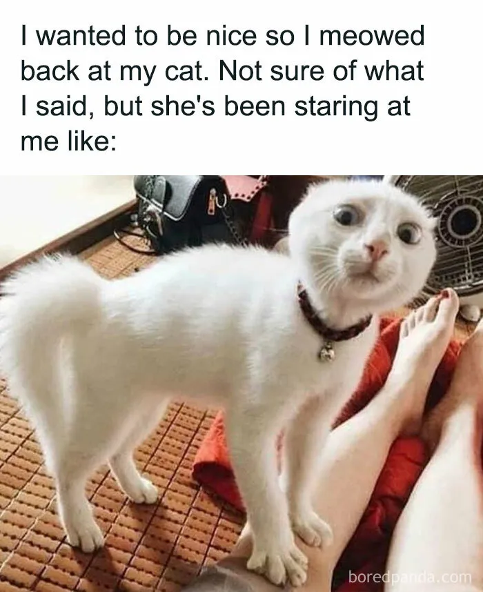 50 Of The Most Hilarious “Unexplainable Cat Images” To Bring Some Chaos To Your Day