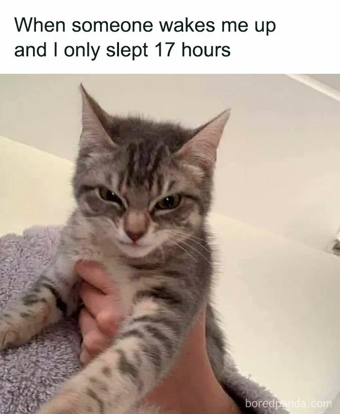 50 Of The Most Hilarious “Unexplainable Cat Images” To Bring Some Chaos To Your Day