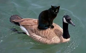 50 Of The Most Hilarious “Unexplainable Cat Images” To Bring Some Chaos To Your Day