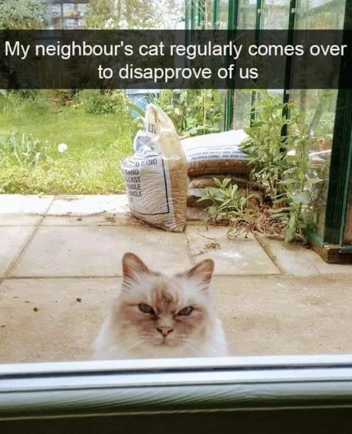 50 Of The Most Hilarious “Unexplainable Cat Images” To Bring Some Chaos To Your Day
