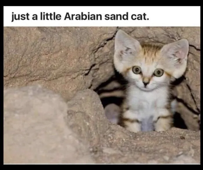 50 Of The Most Hilarious “Unexplainable Cat Images” To Bring Some Chaos To Your Day