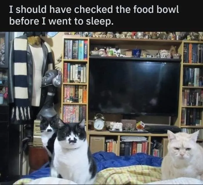 50 Of The Most Hilarious “Unexplainable Cat Images” To Bring Some Chaos To Your Day
