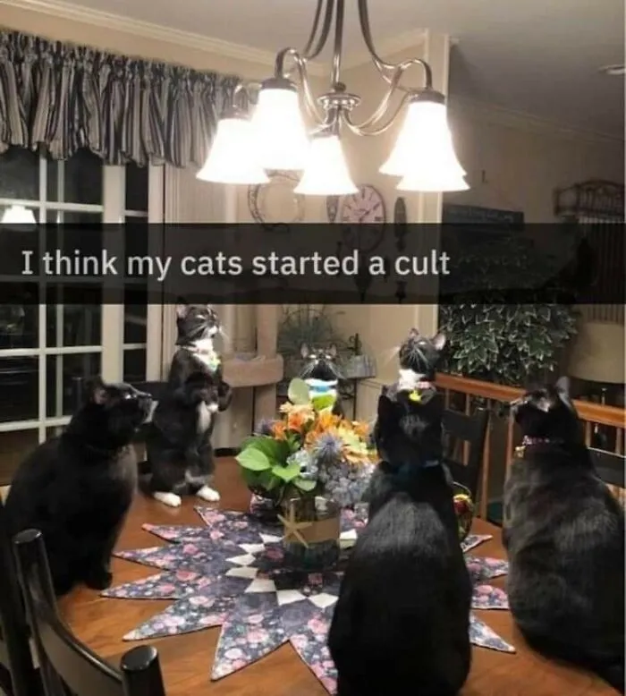 50 Of The Most Hilarious “Unexplainable Cat Images” To Bring Some Chaos To Your Day