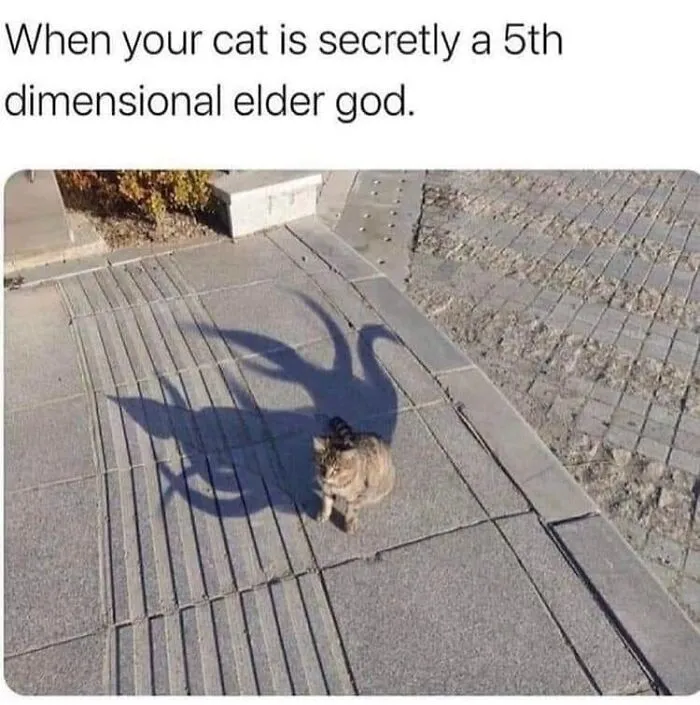 50 Of The Most Hilarious “Unexplainable Cat Images” To Bring Some Chaos To Your Day