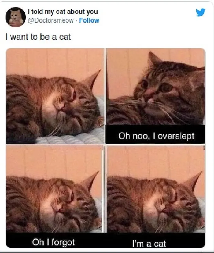 50 Of The Most Hilarious “Unexplainable Cat Images” To Bring Some Chaos To Your Day