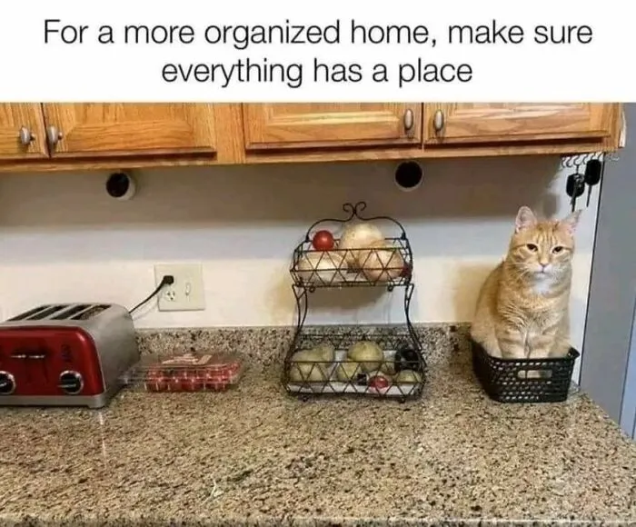 50 Of The Most Hilarious “Unexplainable Cat Images” To Bring Some Chaos To Your Day