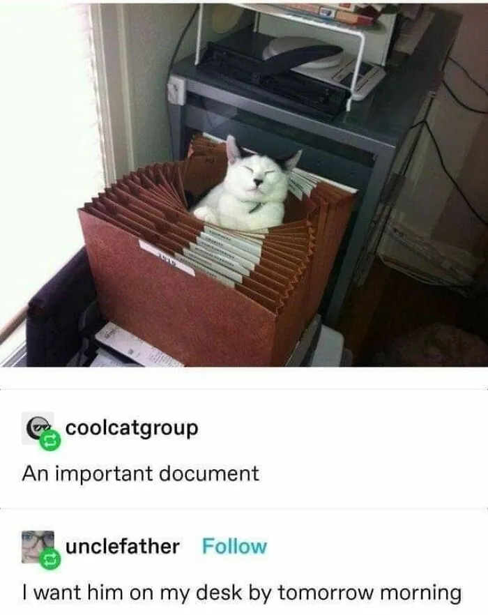 50 Of The Most Hilarious “Unexplainable Cat Images” To Bring Some Chaos To Your Day