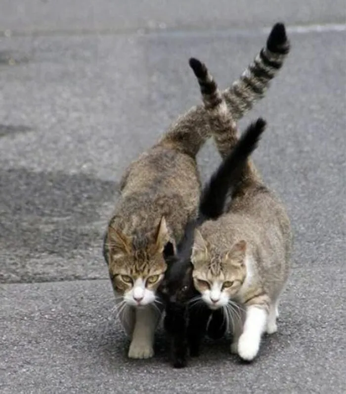 50 Of The Most Hilarious “Unexplainable Cat Images” To Bring Some Chaos To Your Day