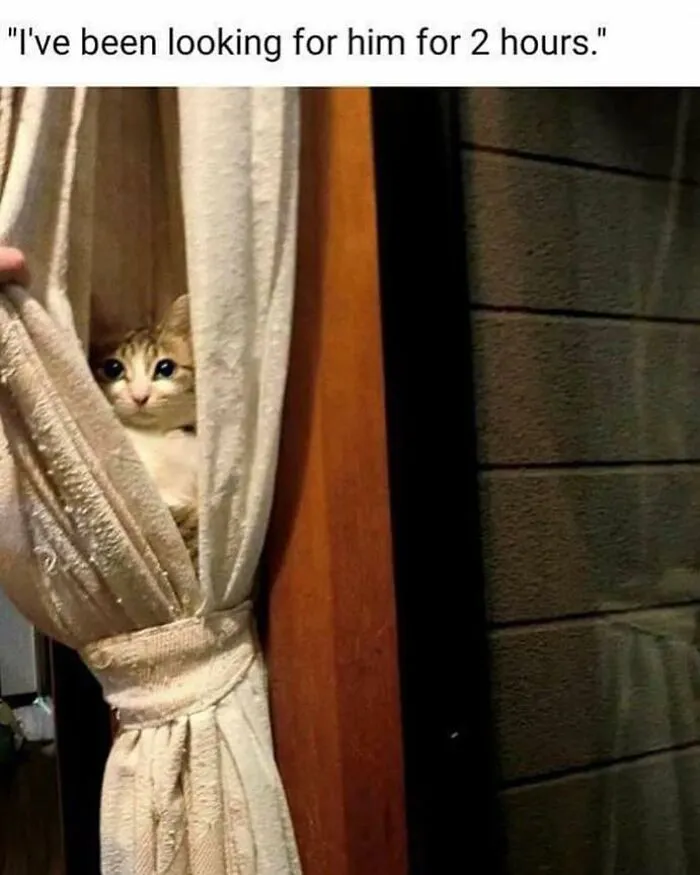 50 Of The Most Hilarious “Unexplainable Cat Images” To Bring Some Chaos To Your Day