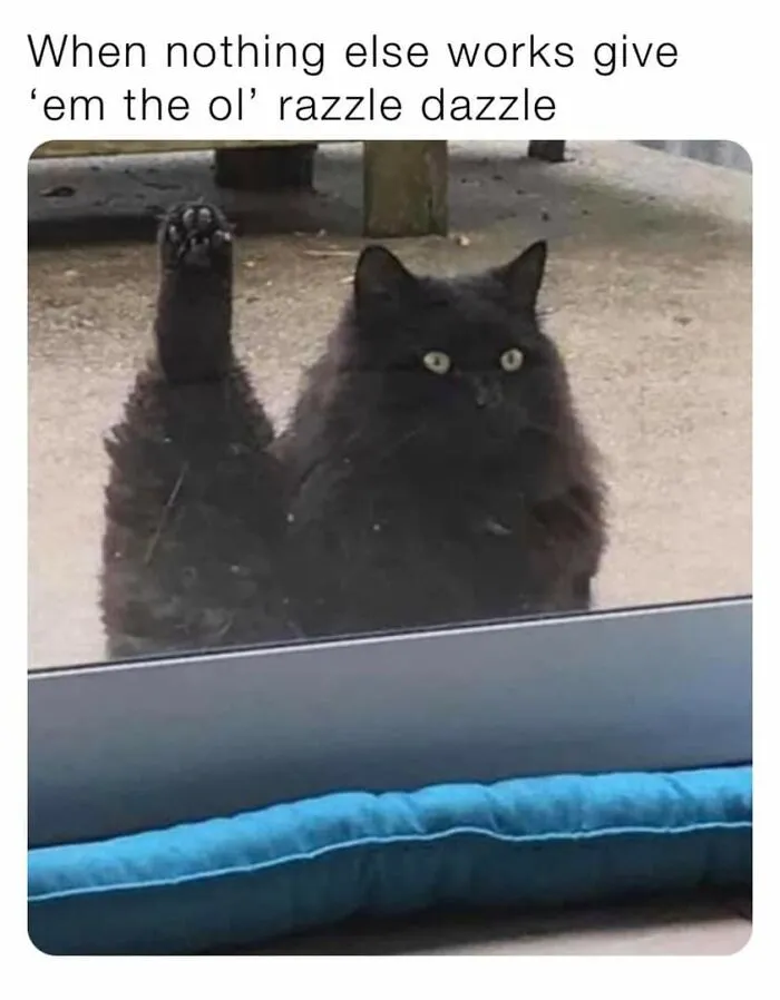 50 Of The Most Hilarious “Unexplainable Cat Images” To Bring Some Chaos To Your Day