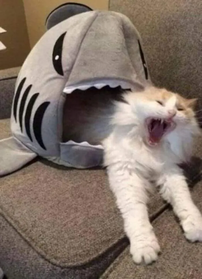 50 Of The Most Hilarious “Unexplainable Cat Images” To Bring Some Chaos To Your Day