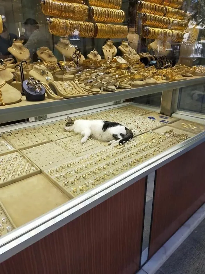 50 Of The Most Hilarious “Unexplainable Cat Images” To Bring Some Chaos To Your Day