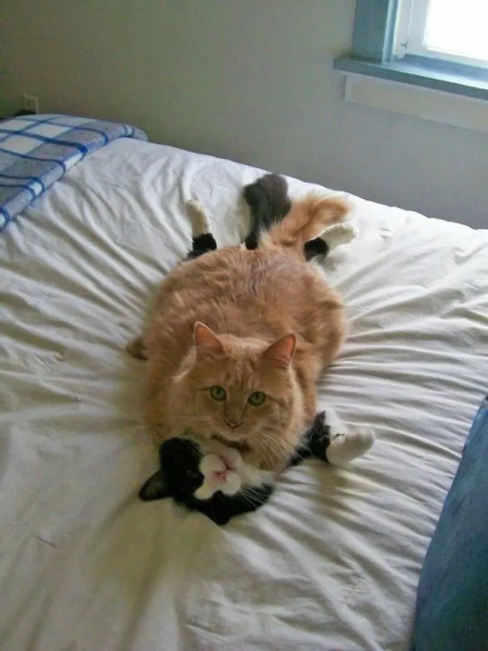 50 Of The Most Hilarious “Unexplainable Cat Images” To Bring Some Chaos To Your Day