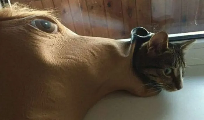 50 Of The Most Hilarious “Unexplainable Cat Images” To Bring Some Chaos To Your Day