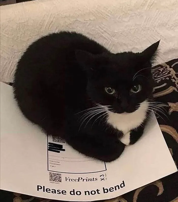50 Of The Most Hilarious “Unexplainable Cat Images” To Bring Some Chaos To Your Day