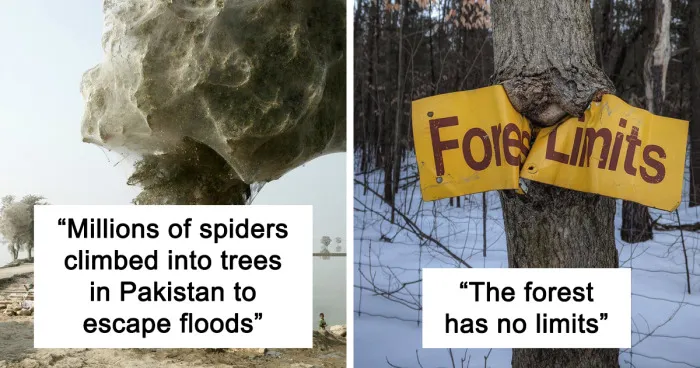 “Nature Is Weird”: 50 Interesting Pics And Facts About Mother Nature Shared By This Account